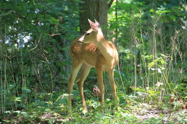 $deer2.webp $deer2.webp