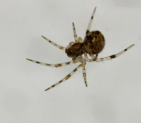 $Spider from side porch.webp