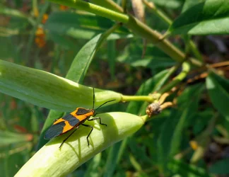 $Bug crop.webp