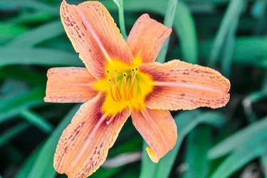 $flower edited final.webp