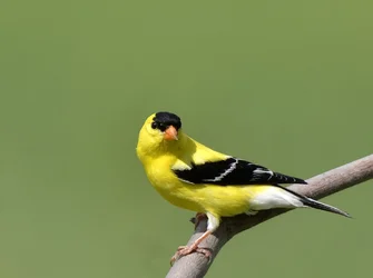 $_DSC0006.webp