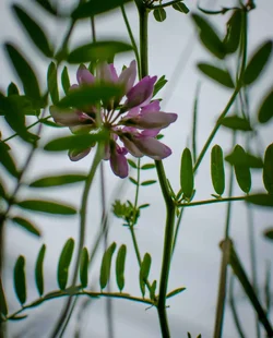 $Purple flower.small.webp