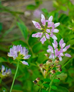$Purple flower-2.small.webp