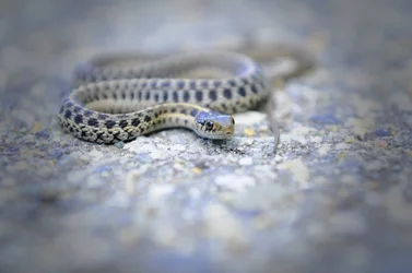 $snake back small fle.webp