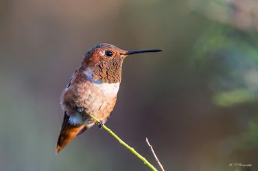 $Rufous Hummingbird-1 resized.webp $Rufous Hummingbird-1 resized.webp