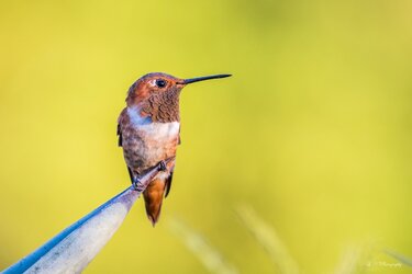 $Rufous Hummingbird-2 resized.jpg