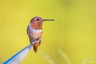 $Rufous Hummingbird-9 resized.jpg