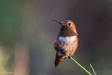 $Rufous Hummingbird-11 resized.jpg