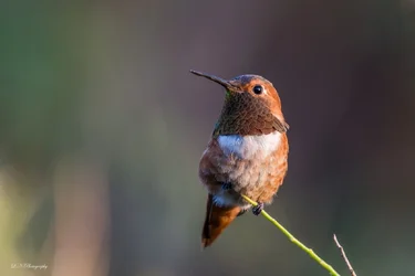 $Rufous Hummingbird-11 resized.webp $Rufous Hummingbird-11 resized.webp