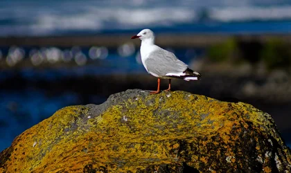 $Seagul (1 of 1).webp
