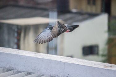 $pigeon take off.jpg