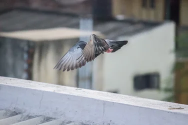 $pigeon take off.webp