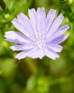$Chickweed-2.small.webp