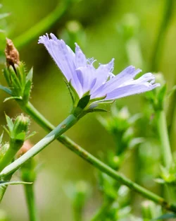 $Chickweed-3.webp
