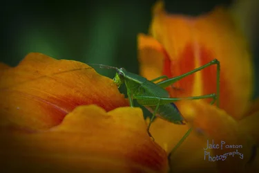 $cricket 2.webp