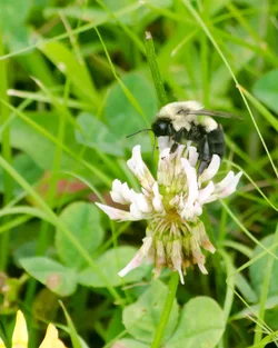 $huskyfieldflower-bee-3.webp
