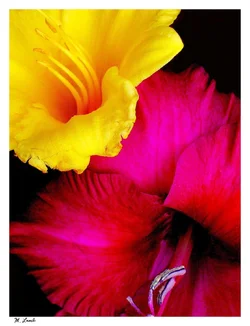$Two Flowers.webp