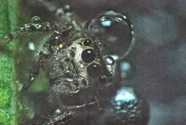 $spiderdrop.webp