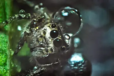 $spiderdrop-3.webp
