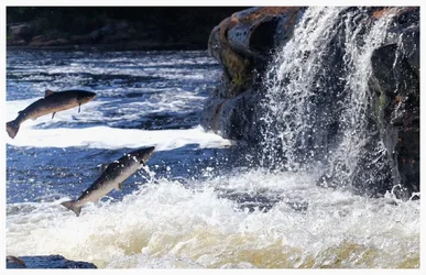 $Salmon.webp $Salmon.webp