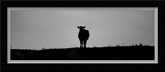 $Black Cow long smaller framed.webp