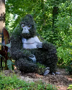 $Silverback plant.webp