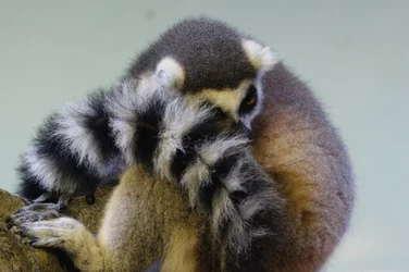 $Lemur.webp $Lemur.webp