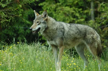 $red wolf.webp $red wolf.webp