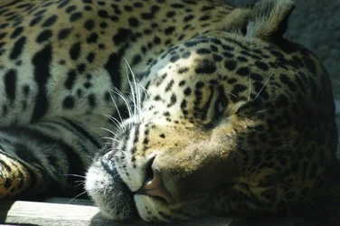 $resting.webp $resting.webp