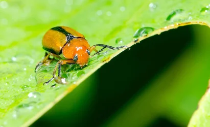 $Bug on leaf.small.webp