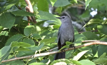 $Grey Catbird.webp $Grey Catbird.webp