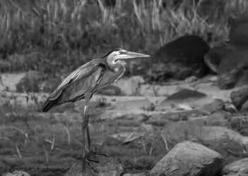 $heron.webp