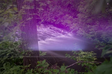 $aPurpleHaze-1.webp $aPurpleHaze-1.webp