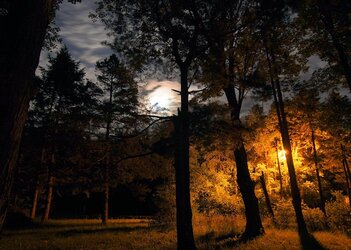 $02 Moon and Trees 700.jpg