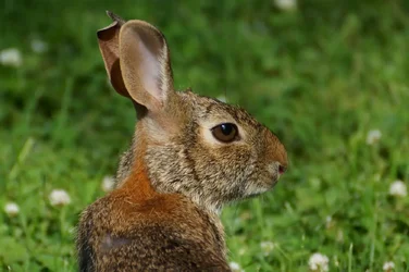 $Rabbit2.webp
