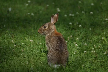 $Rabbit1.webp