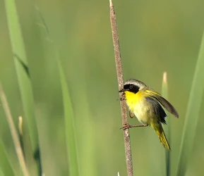 $Common Yellow Throat.webp