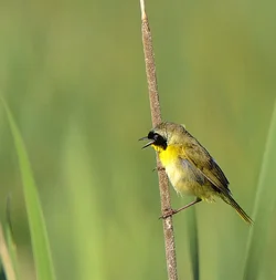 $Common Yellow Throat2.webp