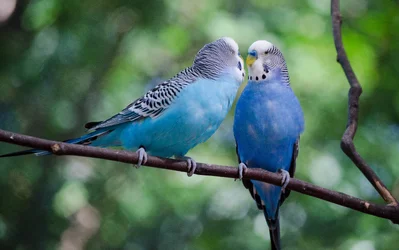 $Parakeet in Love.webp