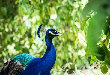 $Peacock4 (1 of 1).webp