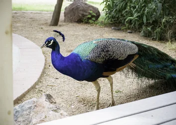 $Peacock1.webp