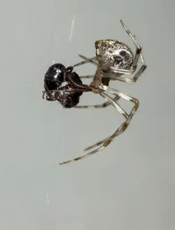 $spider having lunch.small.webp