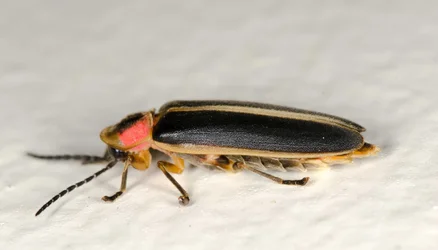$lightning bug.small.webp