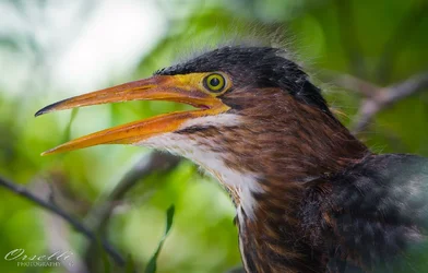 $baby_green_heron.webp