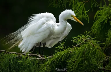 $white_egret_dra.webp