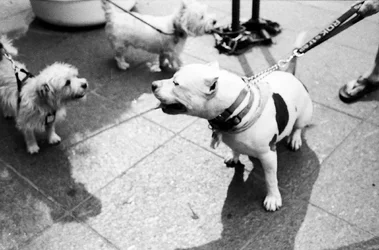 $Three dogs.webp