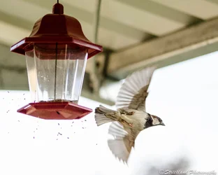 $bird takeoff.webp