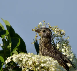 $Baby RWBB 2.webp