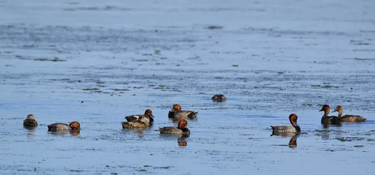 $RedHead Ducks.webp