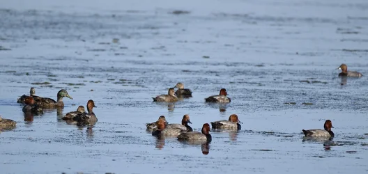 $RedHead Duck Flock & Drake Mallard.webp